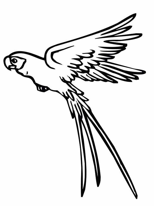 600x800 Parrot Is Flying Coloring Page Desenhos E Silhuetas