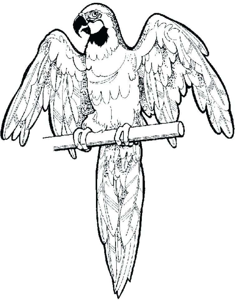 754x960 Parrots Coloring Pages Parrot Coloring Page Free Pages To Print