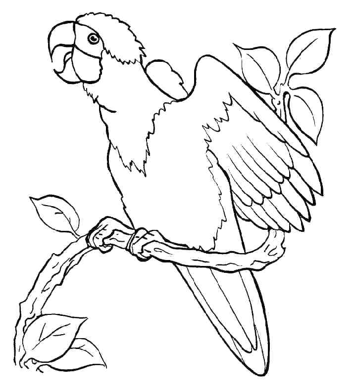 717x793 Coloring Pages Of Parrots With Big Eyes Parrot Printable Free