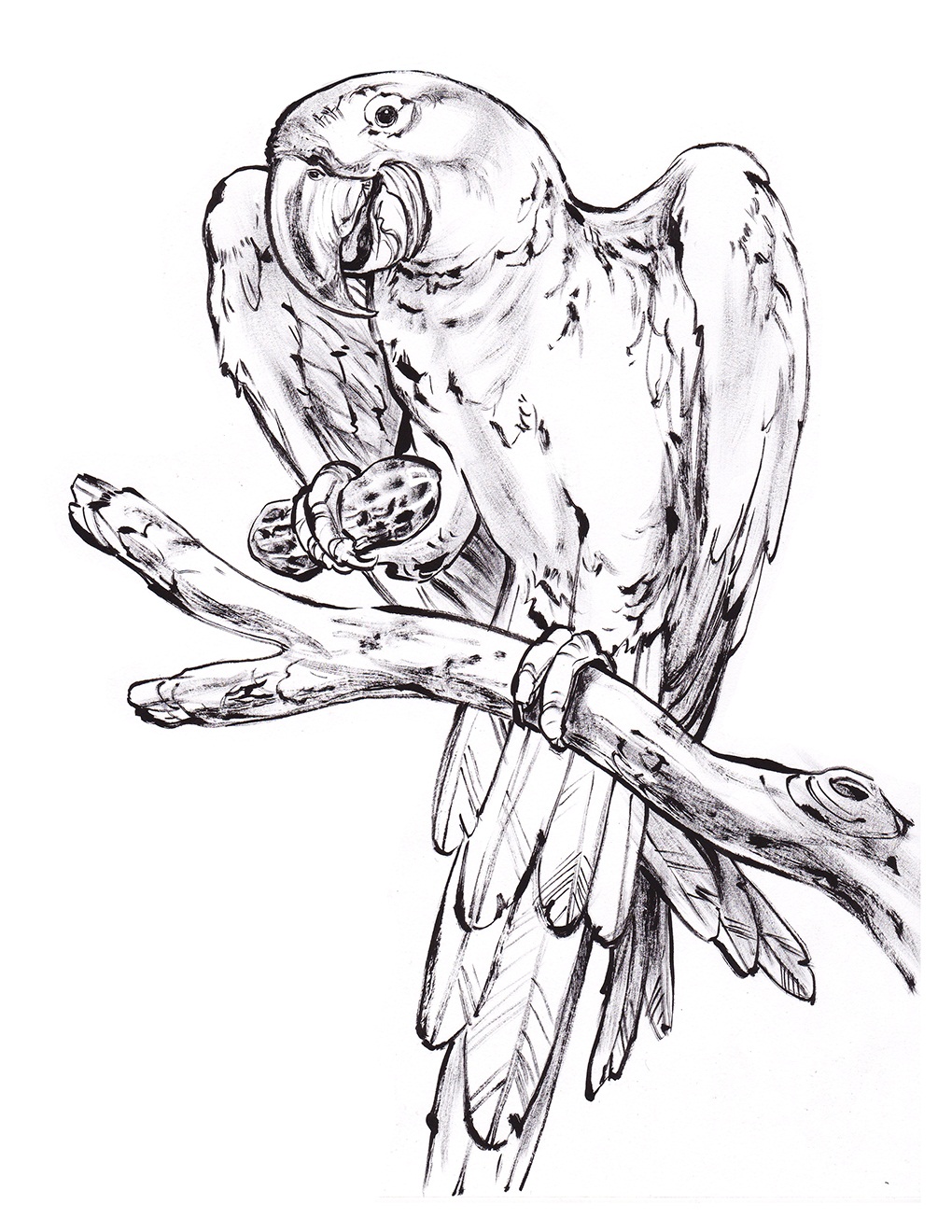1020x1320 Drawn Parakeet Coloring Book Pencil And In Color On Parrots