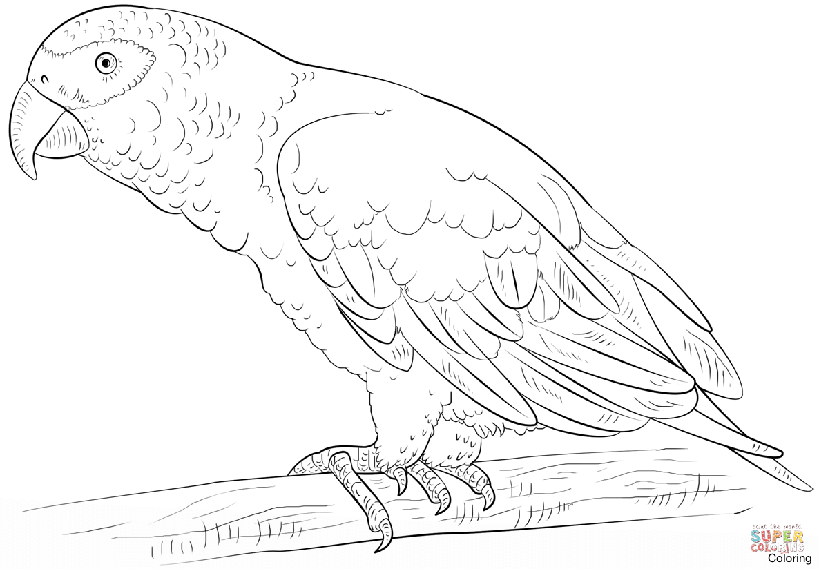 1186x824 Largest Parrot Colouring Pages Coloring Of Par