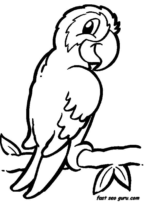560x781 Parrot Coloring Pages Fun Time