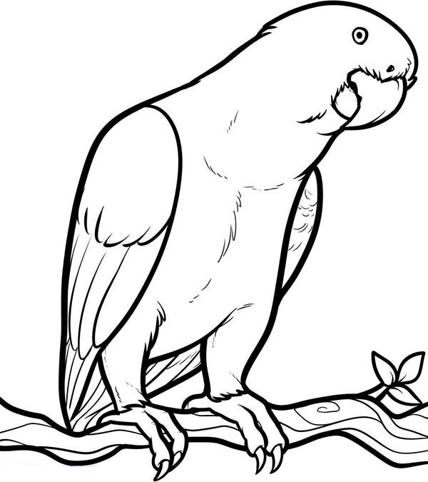 600x675 Parrot Coloring Pages 2