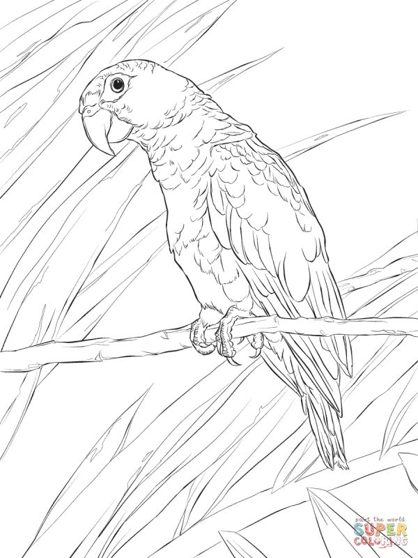 600x800 315 Best Animal Coloring Pages Images On Animal