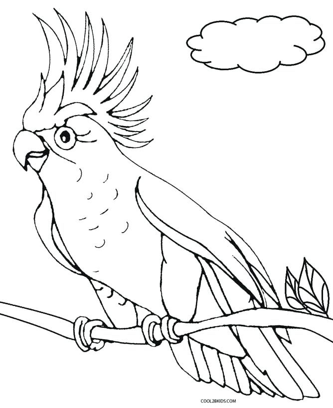 668x819 Parrot Coloring Pages Parrot Coloring Sheets Pirate Parrot
