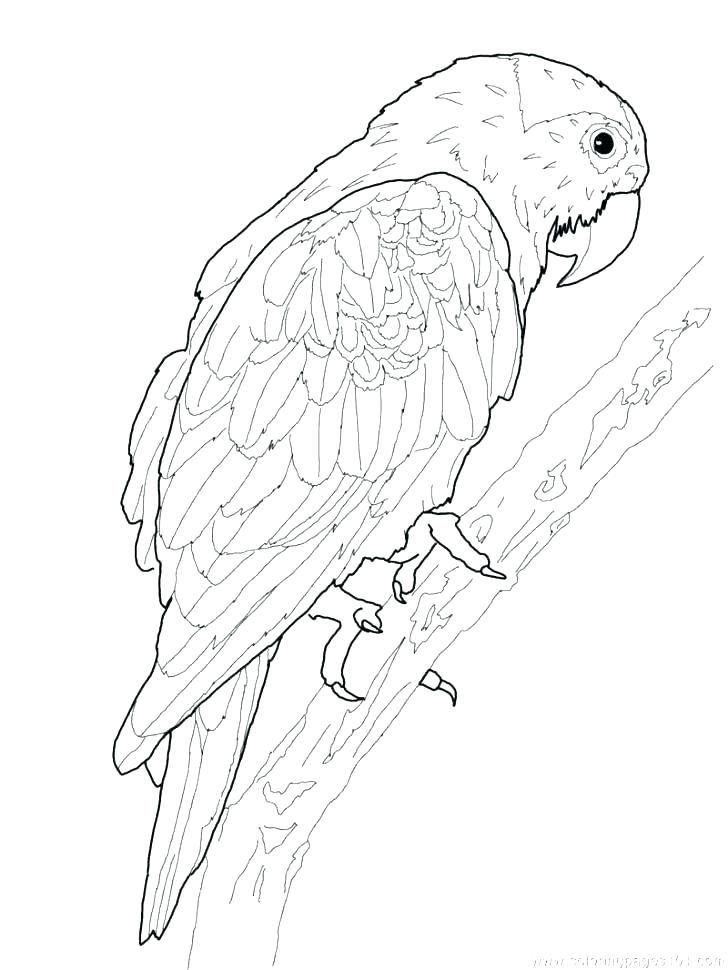 728x970 Parrot Coloring Pictures Drawn Parrot Coloring Page 7 Free Disney