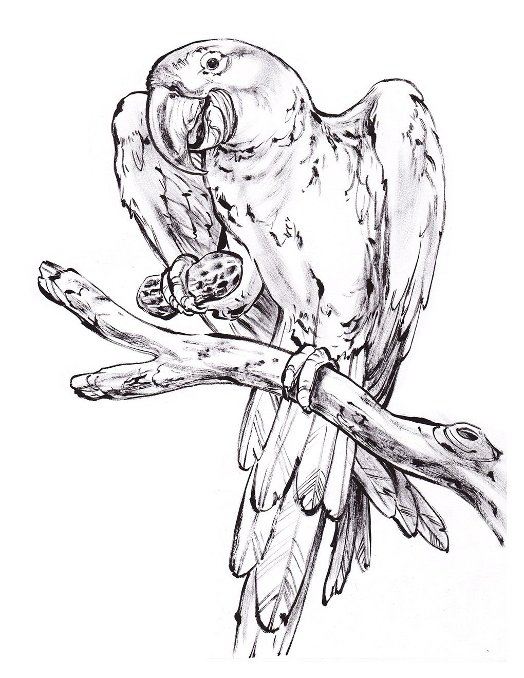 1020x1320 Parrot Coloring Printable
