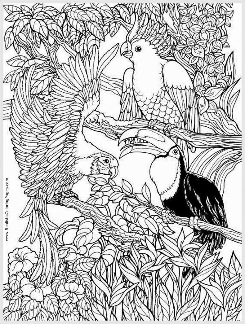 790x1046 48 New Pictures Of Parrot Coloring Pages Oil Paintings