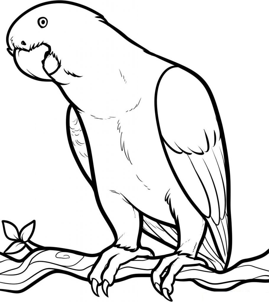 910x1024 Secrets Parrot Colouring Pages Printable Color