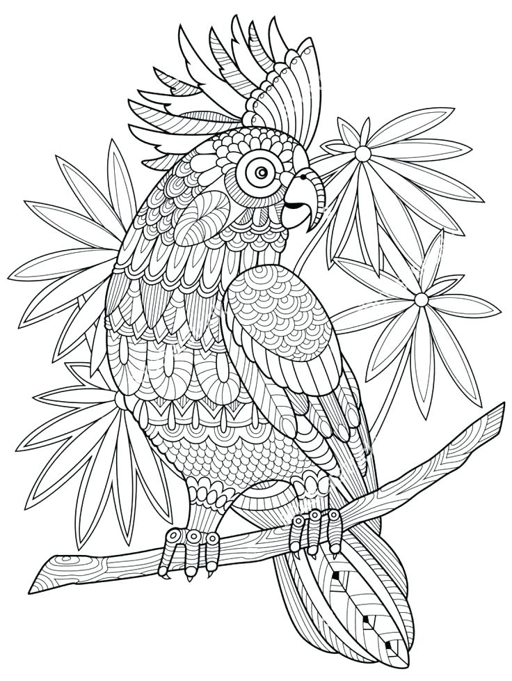 736x978 Zentangle Printable Coloring Pages Coloring Pages Packed