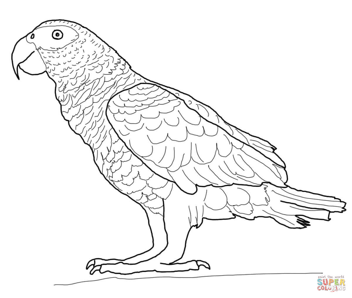 1200x1016 Parrots Coloring Pages Free Coloring Pages Parrot Coloring Pages