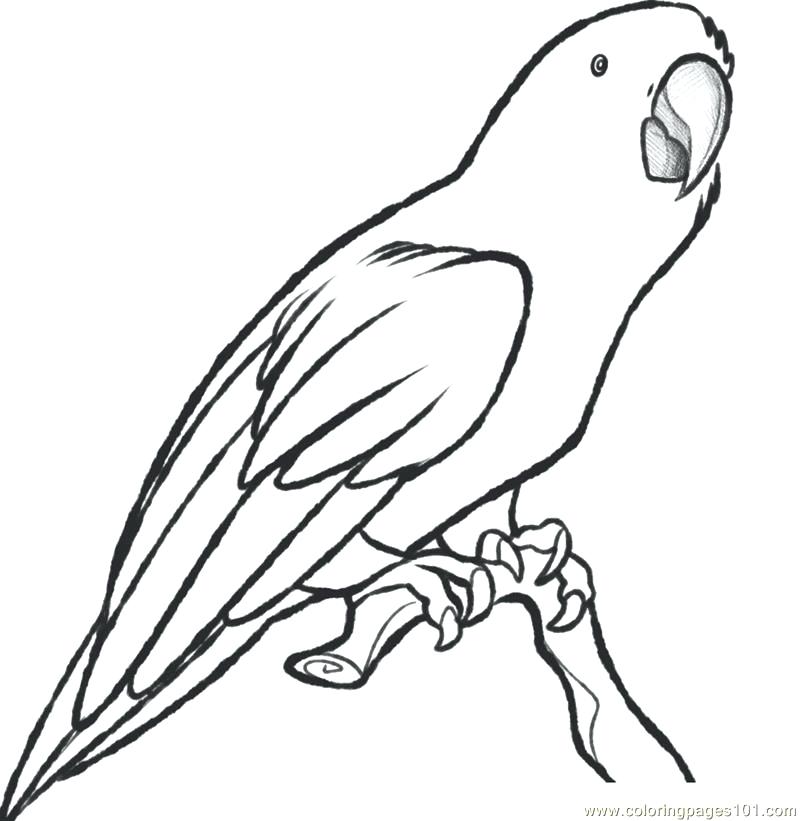 800x821 Printable Coloring Birthday Pages Printable Coloring Parrots
