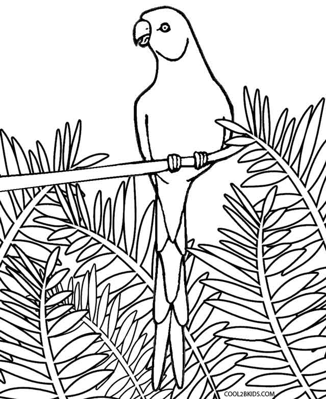 639x781 Printable Parrot Coloring Pages For Kids Cool2bkids