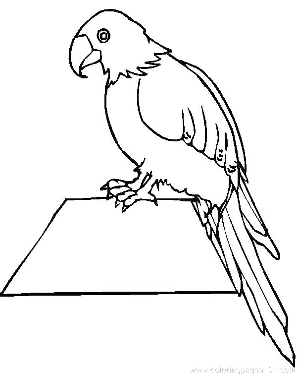 600x756 Parrot Coloring Page Cockatoo Parrot Coloring Pages Parrot Fish
