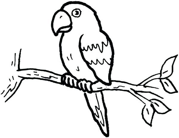 600x461 Parrot Coloring Page Little Parrot Coloring Page Parrot Fish