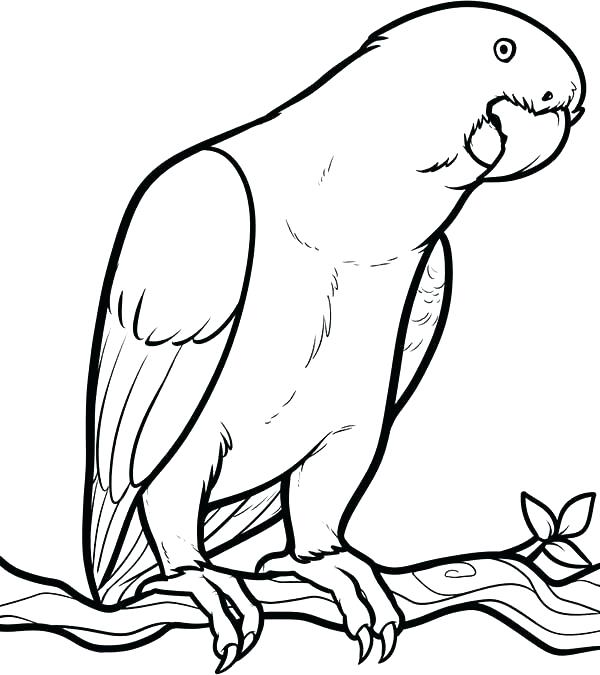 600x675 Parrot Coloring Page New Parrot Coloring Pages Sheets Looking