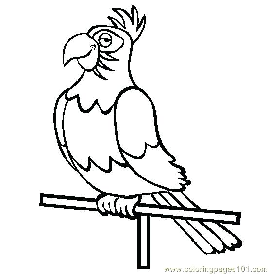 554x565 Parrot Coloring Page Parrot Coloring Page Parrot Fish Coloring