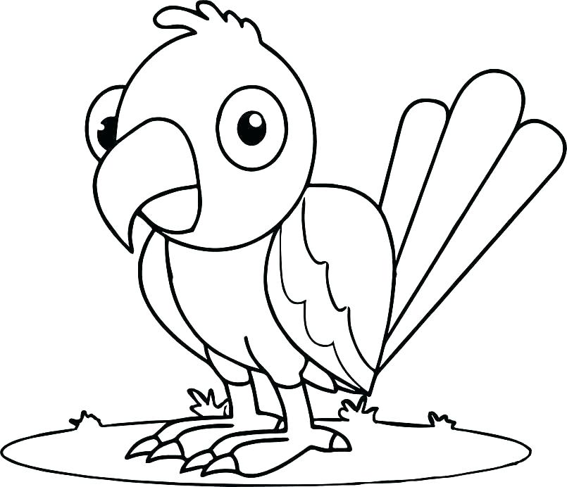 805x692 Baby Parrot Coloring Pages Parrot Coloring Pages Parrot Coloring