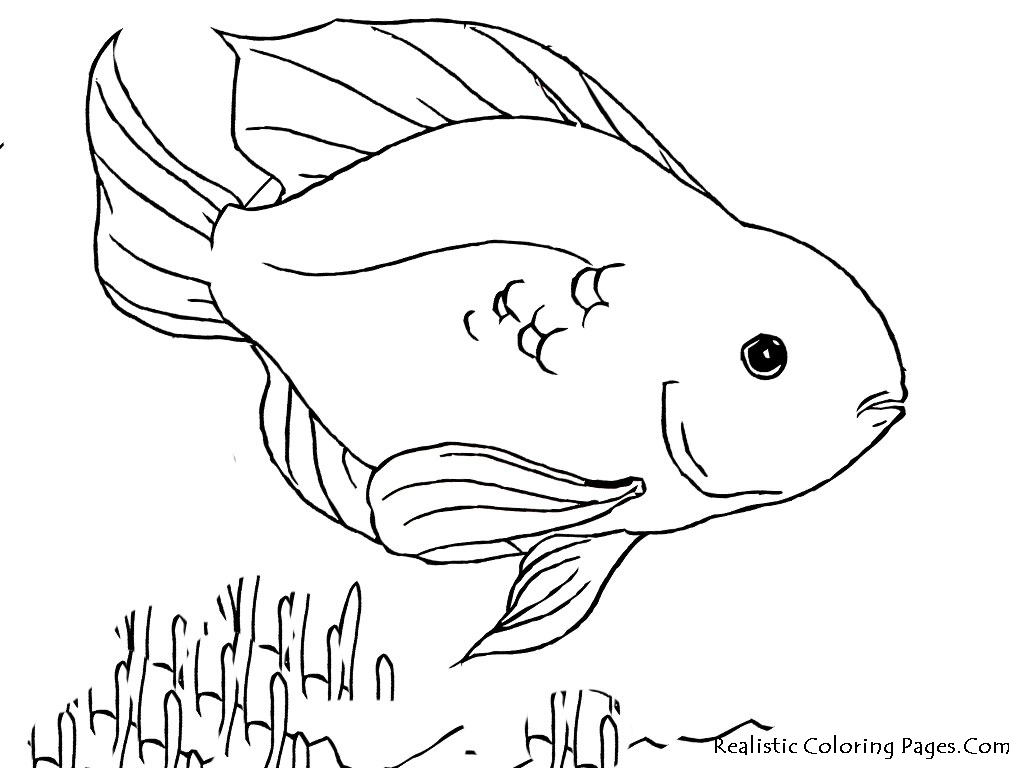 1024x768 Coloring Pages Of Fish Lovely Parrot Fish Coloring Page Coloring