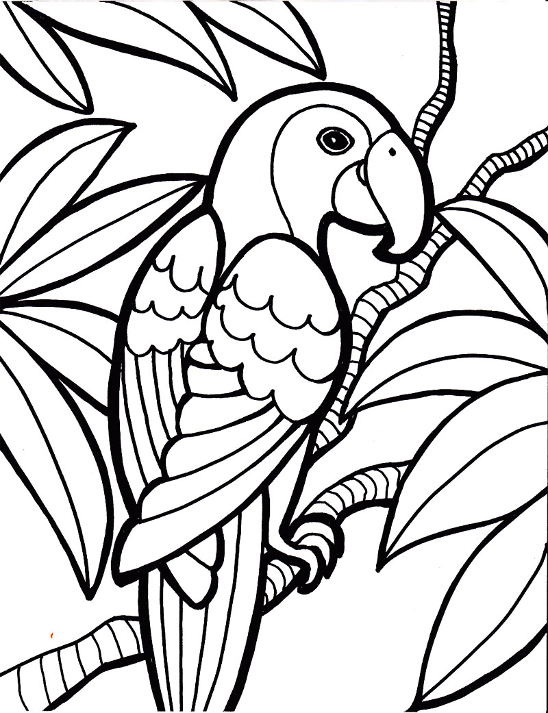 800x1041 Sturdy Parrot Colouring Pages Bird Coloring Page Kids