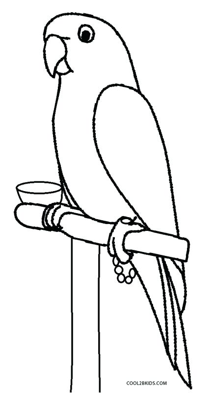 432x800 Coloring Pages Parrot