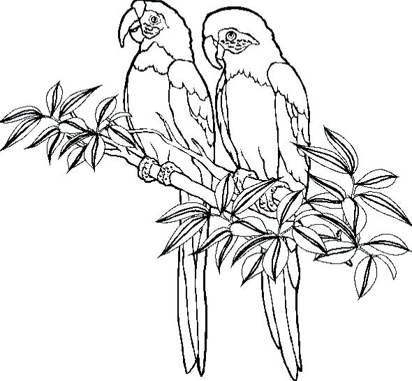 590x546 Coloring Pages Parrot Shy Parrot Coloring Page Coloring Pages