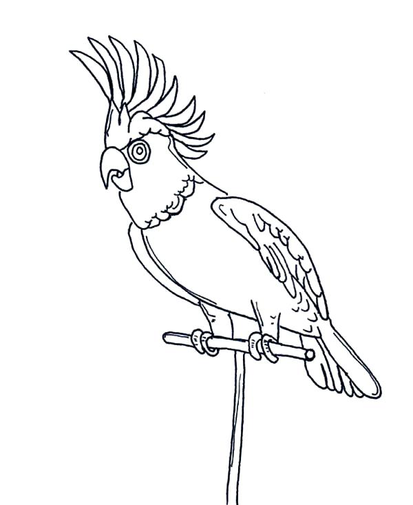 600x733 Parrot Coloring Page Awesome Parrot Coloring Page Parrot Fish