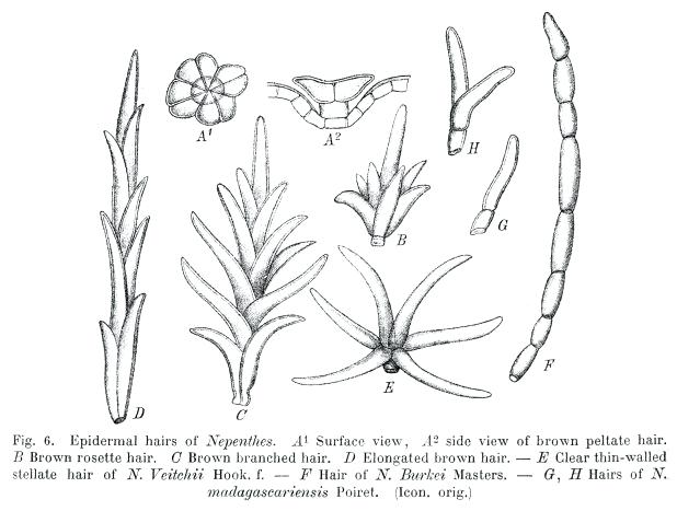 Parts Of A Plant Coloring Page