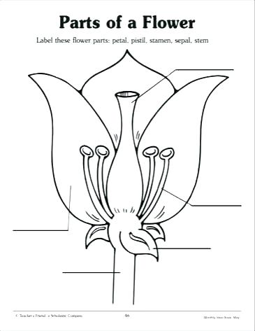 365x473 Parts Of A Flower Coloring Page Photosynthesis Flower Anatomy Free