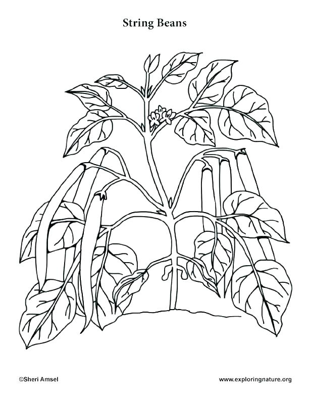 612x792 Parts Of A Plant Coloring Page Plant Plant Parts Coloring Sheets