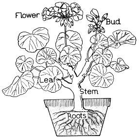 286x283 Plant Coloring Pages Education Tools Plants