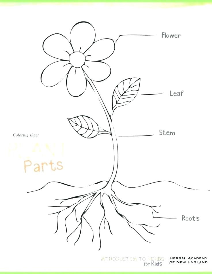 736x952 Plant Coloring Pages For Preschoolers Plants Coloring Pages