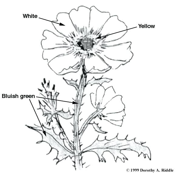579x572 Plant Coloring Pages Plant And Flower Coloring Pages Plant Parts