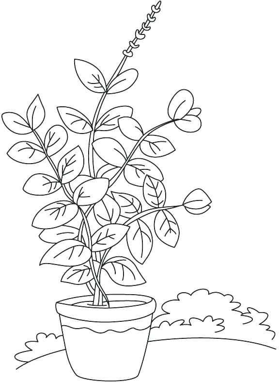 576x789 Plant Coloring Parts Of A Plant Coloring Page Label The Parts