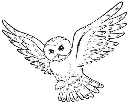 500x411 Oil Pastel Owl Art Lesson Hedwig, Owl And Harry Potter