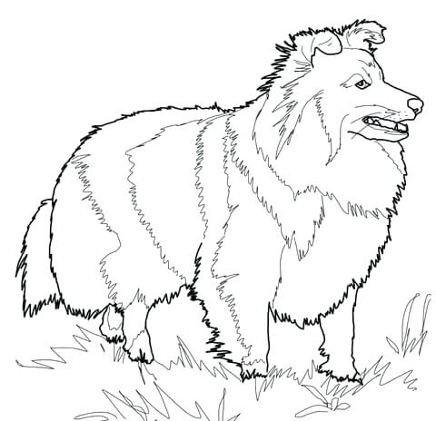 480x464 Pastor Coloring Page