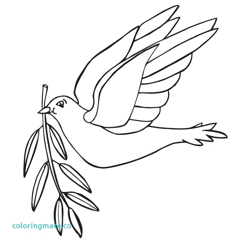 800x800 Dove Coloring Page Doves Coloring Pages Unique Dove Coloring Page