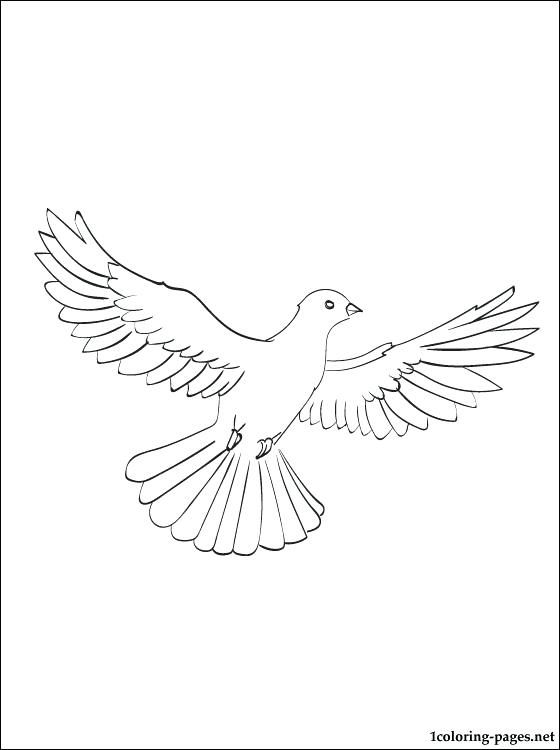 560x750 Dove Coloring Page Coloring Page Dove Peace Dove Colouring Page