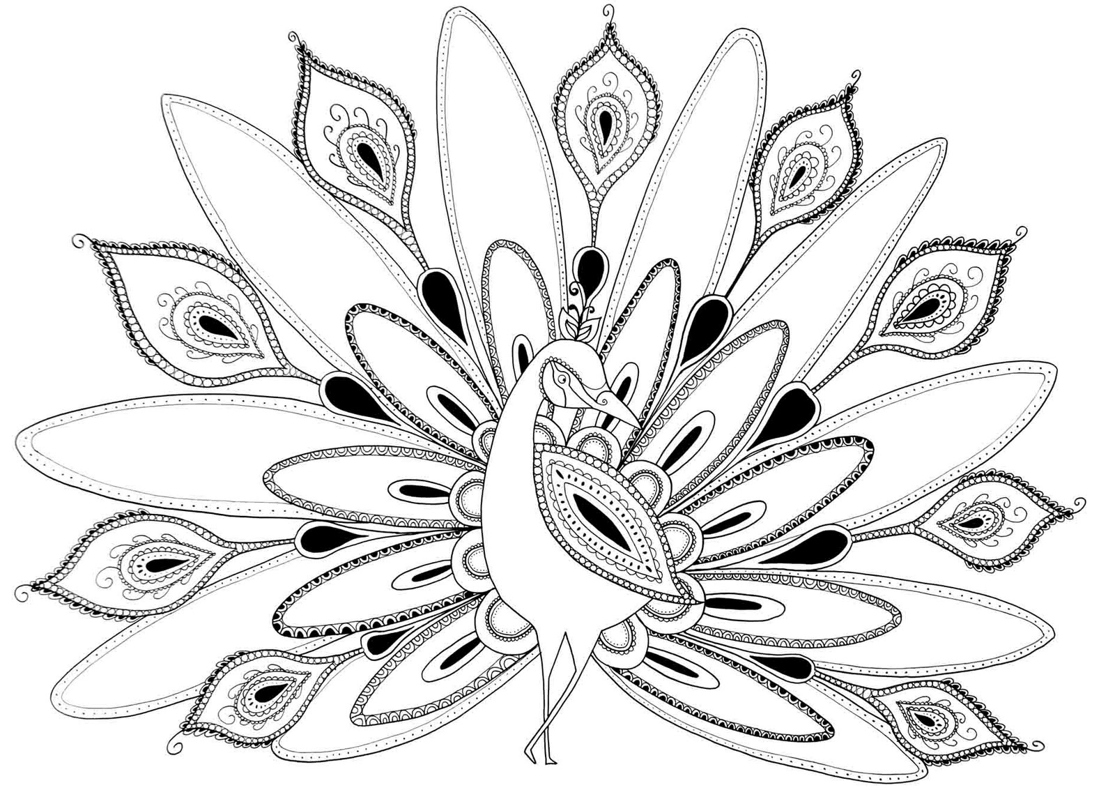 1600x1133 Peacock Coloring Page Coloring Pages With Pages Sharry Peacock