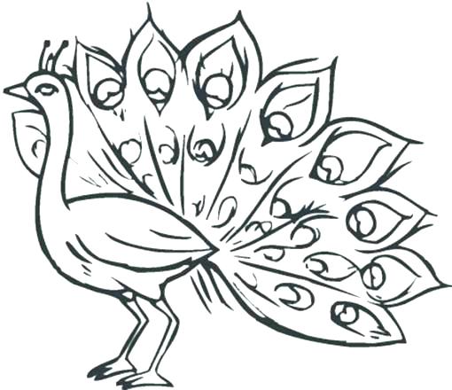 510x440 Peacock Coloring Pages Coloring Pages Peacock Our Key Principles