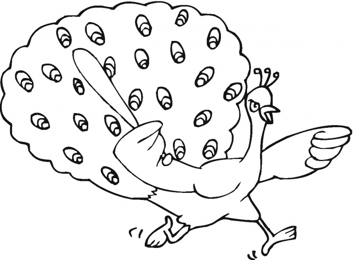 700x515 Peacock Coloring Pages For Kids Free Printable Peacock Coloring