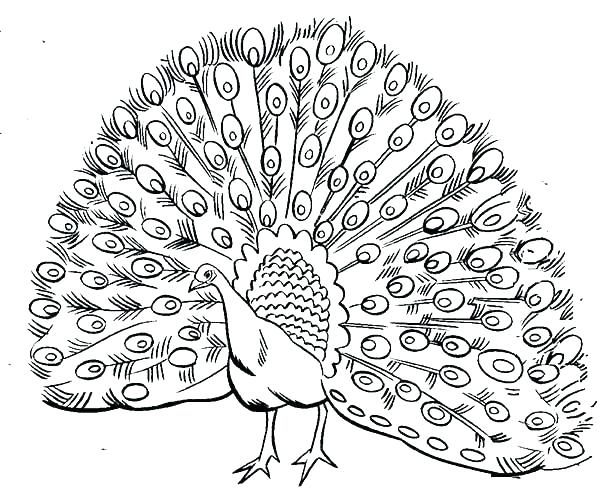 600x504 Peacock Pictures To Color Peacock Color Pages Peacock Coloring