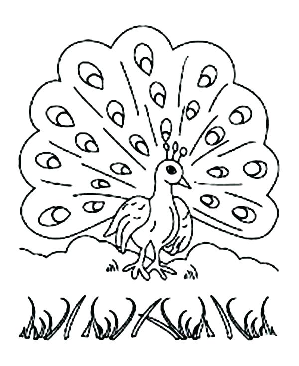 600x733 Coloring Peacock Peacock Coloring Pages Peacock Coloring Pictures