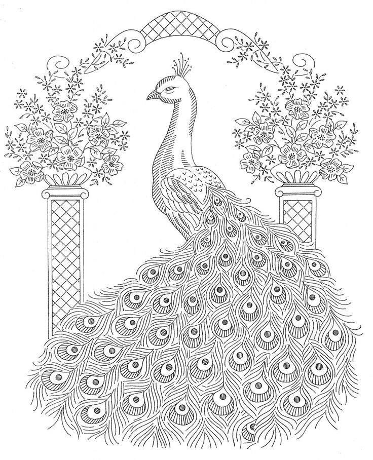 Peacock Coloring Pages Printable