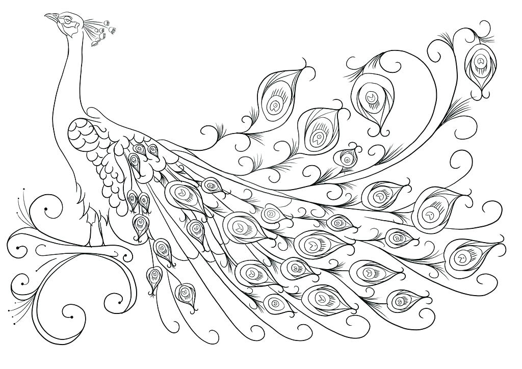 1024x724 Peacock Coloring Page Peacock Coloring Pages For Big Kids