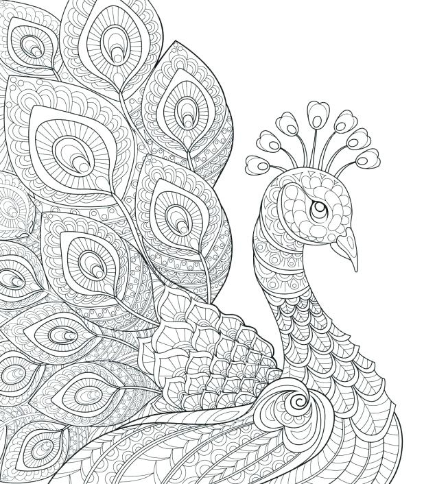 618x706 Peacock Colouring Pages Free Printable Peacock Coloring Pages