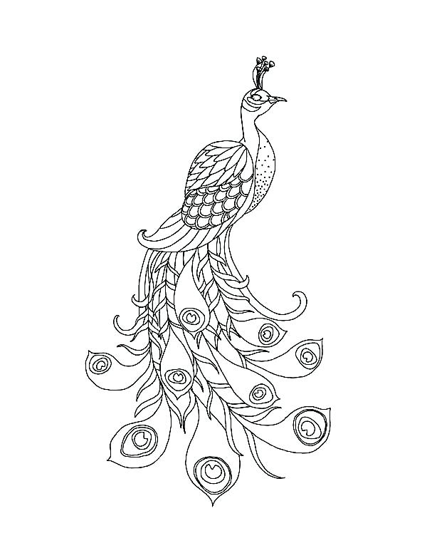 600x776 Coloring Peacock Peacock A Beautiful Peacock With His Long Train