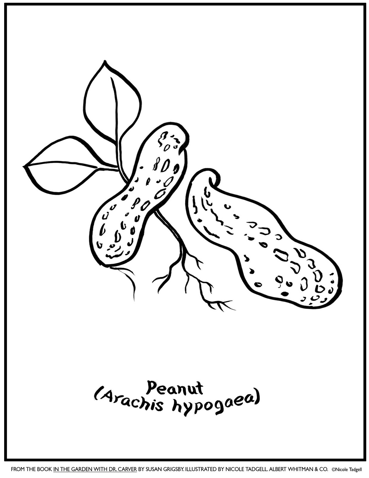 1236x1600 Printable Snoopy With Map Peanuts Gang Coloring Book Page
