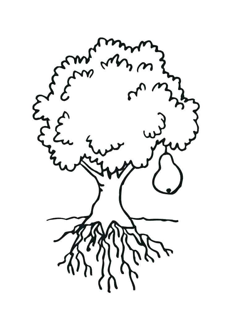 750x1000 Cactus Coloring Pages Pear Coloring Page Cactus Coloring Free