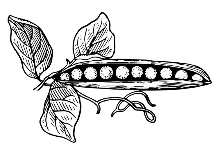 750x531 Coloring Page Peas In A Pod